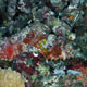Poss's scorpionfish, juv., Maldives