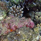 Reef stonefish, Oman