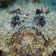 Reef stonefish, Jordan