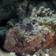 Reef stonefish, Jordan