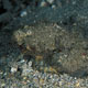 Pair of reef stonefish, Indonesia
