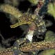 Tigertail seahorse, Lembeh Straits