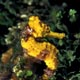 Longsnout seahorse, Roatan