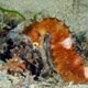 Thorny seahorse, Philippines