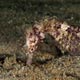 Reunion seahorse, Pemba, Mozambique