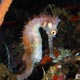 Thorny seahorse, Lembeh Straits, Indonesia