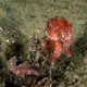 Reunion seahorse, Pemba, Mozambique