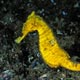 Lembeh Straits seahorse