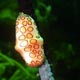 Cyphoma gibbosum - flamingo tongue