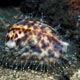 Cypraea tigris - tiger cowrie