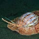 Harpa articulus - harp snail