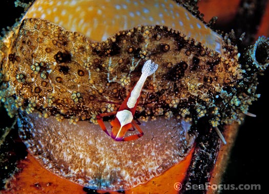 Cowrie shell - Erosaria labrolineata