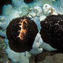 Common egg cowrie