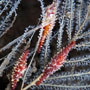 Rosie spindle cowries