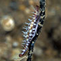 Unknown spindle cowrie