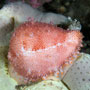 Pink-mouth egg cowrie