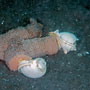 Grey bonnet shells, laying eggs