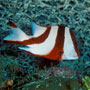 Red Emporer Snapper, Lutjanus Sebae - Indonesia