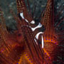 Red Emporer Snapper, Lutjanus Sebae, Juvenile - Indonesia 