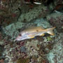 Onespot Snapper, Lutjanus Monostigma - Maldives