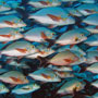 Humpback Snapper, Lutjanus Gibbus - Maldives