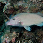 Longface Emperor, Lethrinus olivaceus - Australia