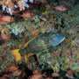 Yellowfin Emperor (bream), Lethrinus Erythracanthus - Maldives