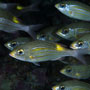 Longfin batfish