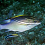 Bridled Monocle Bream, Scolopsis Bilineatus - Indonesia