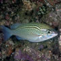 Arabian Monacle Bream, Scolopsis Ghanam - Pale grey Variation - Oman 