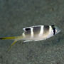 Humpnose Bigeye Bream, Monotaxis Grandoculis, Juvenile - Indonesia