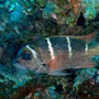 Humpnose Bigeye Bream, Monotaxis Grandoculis - Sub-adult - Tanzania