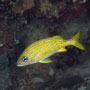 French Grunt, Haemulon Flavolineatum - Grenada 