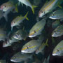 Tomtate Grunt, Haemulon Aurolineatum and Yellow Goatfish - Grenada 