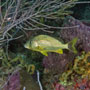 Bluestiped Grunt, Haemulon sciurus - Grenada
