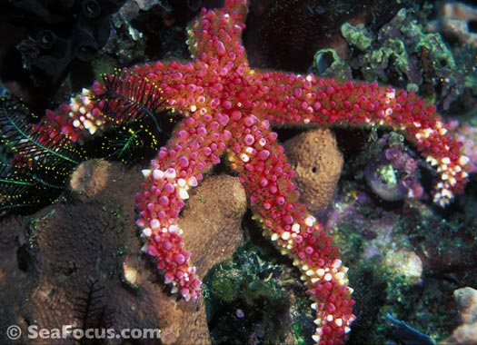 Starfish