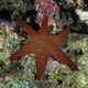 Fromia sp. starfish