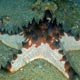 Horned starfish