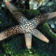 Starfish - Nardoa sp.