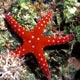 Starfish - Fromia sp.