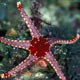 Starfish - Neoferdina sp.