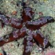 Starfish - Echinaster sp.