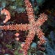 Starfish - Nardoa sp.