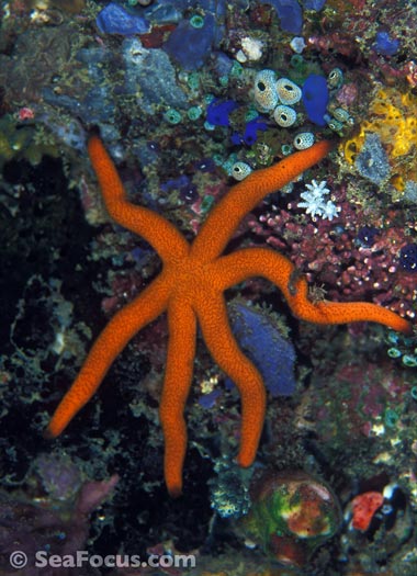 Types Of Starfish: 12 Incredible Sea Star Species – Citrus Reef