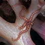 Dark red-spined brittlestar