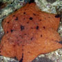 Cushion seastar