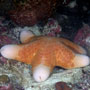 Granular seastar 