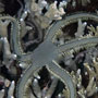 Stout green brittlestar