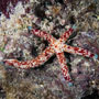 Multipore seastar