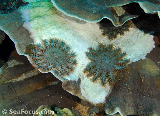 french angelfish in Grenada